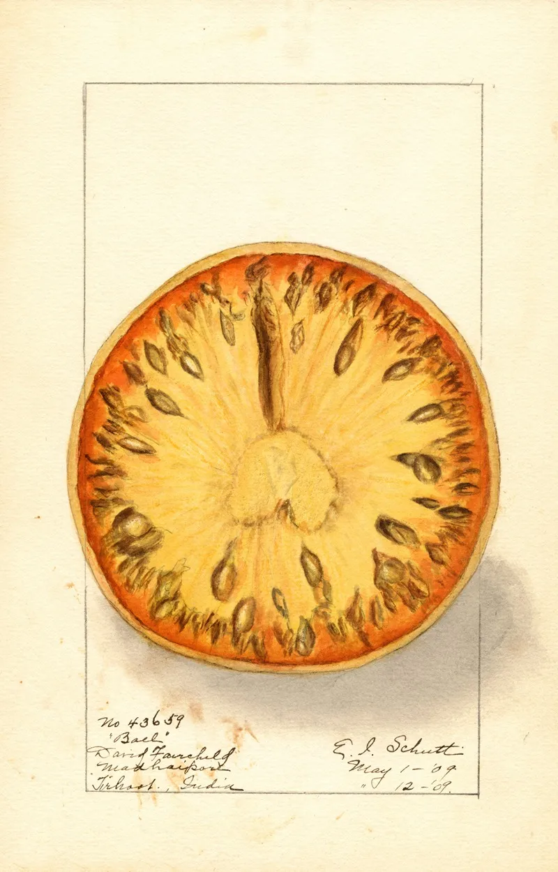 Aegle Marmelos Wall Art by Ellen Isham Schutt - High-Resolution Digital Print