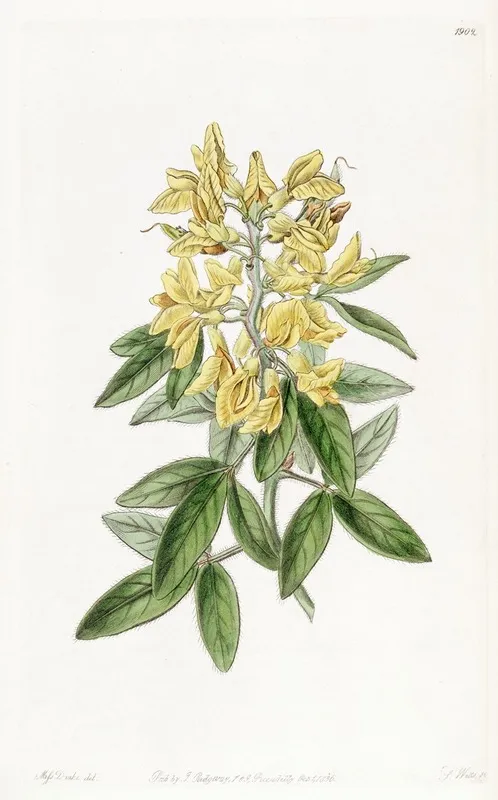 Aeolian Cytisus Wall Art by Sydenham Edwards - High-Resolution Digital Print