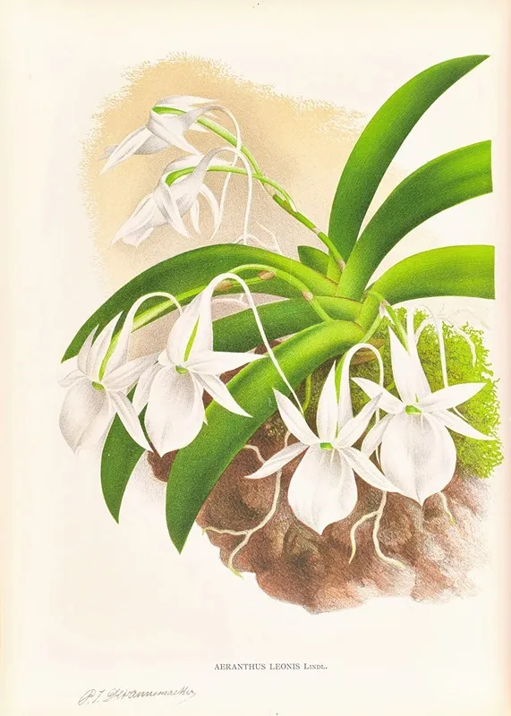 Aeranthus Leonis Wall Art by Jean Jules Linden - High-Resolution Digital Print