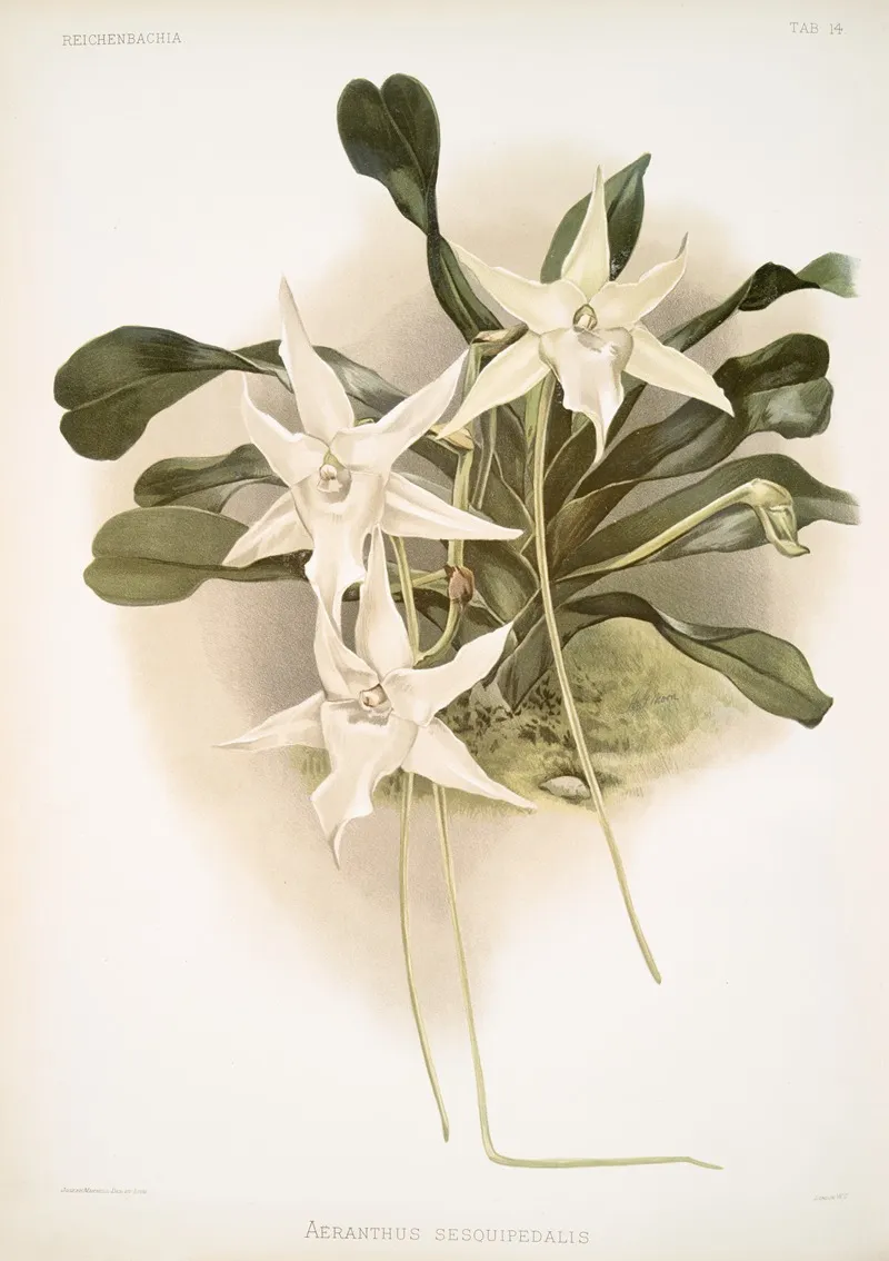 Aeranthus Sesquipedalis Wall Art by Frederick Sander - High-Resolution Digital Print