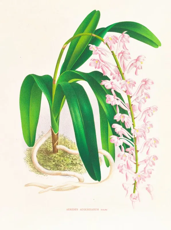 Aerides Augustianum Wall Art by Jean Jules Linden - High-Resolution Digital Print