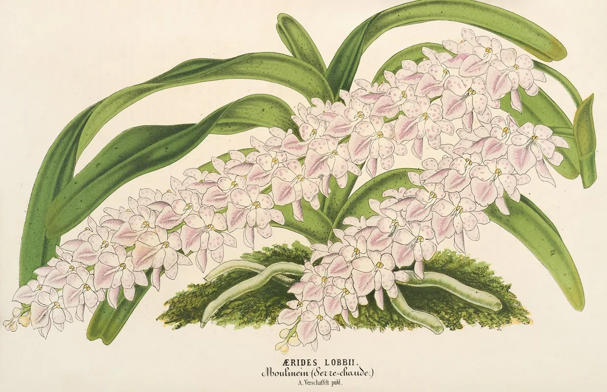 Aerides Lobbii Wall Art by Charles Antoine Lemaire - High-Resolution Digital Print