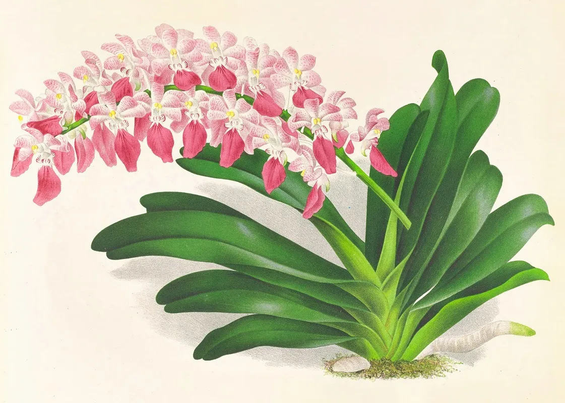 Aerides Maculosum Wall Art by Jean Jules Linden - High-Resolution Digital Print