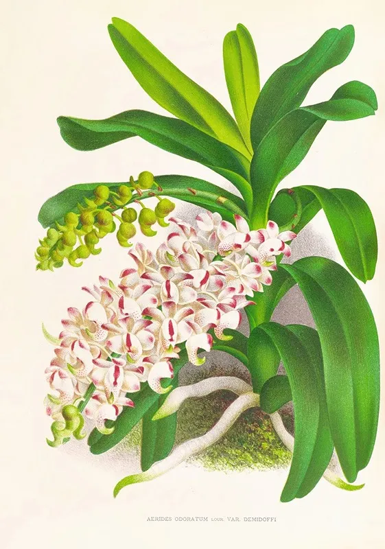 Aerides Odoratum Wall Art by Jean Jules Linden - High-Resolution Digital Print