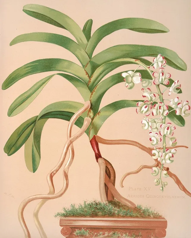 Aerides Quinquevulnerum Wall Art by Harriet Stewart Miner - High-Resolution Digital Print