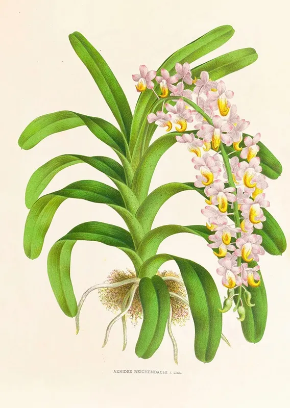 Aerides Reichenbach Wall Art by Jean Jules Linden - High-Resolution Digital Print