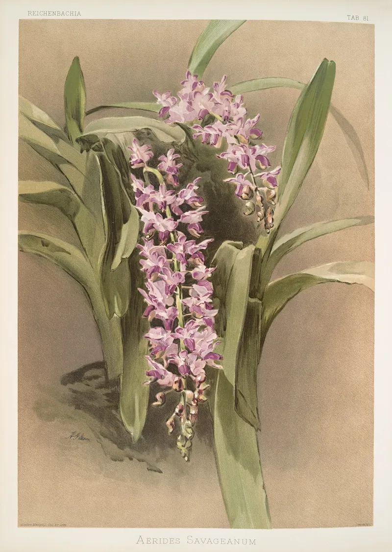 Aerides Savageanum Wall Art by Frederick Sander - High-Resolution Digital Print