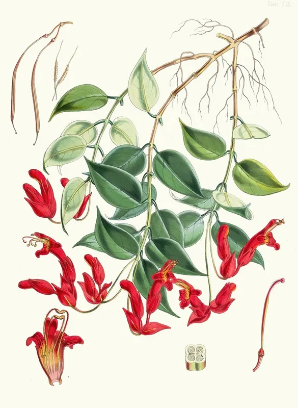 Aeschynanthus Peelii H F And T Wall Art by Walter Hood Fitch - High-Resolution Digital Print
