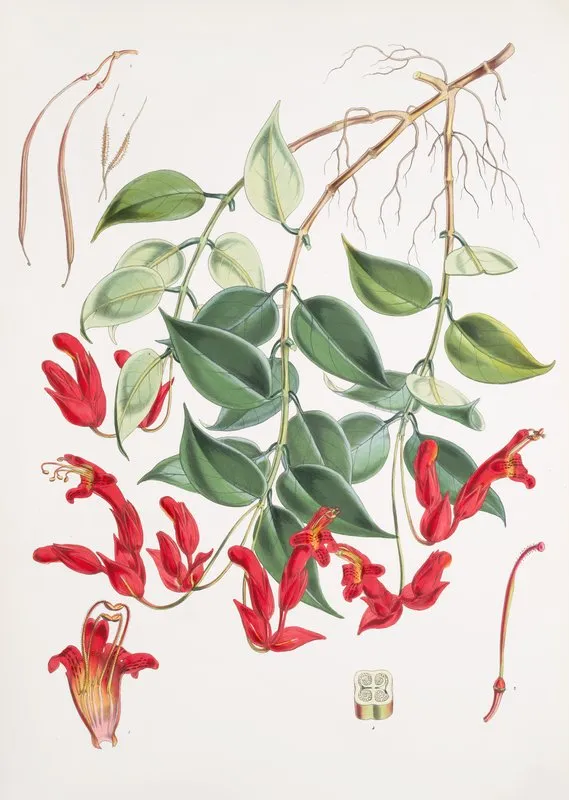 Aeschynanthus Peelii H F T Wall Art by Walter Hood Fitch - High-Resolution Digital Print