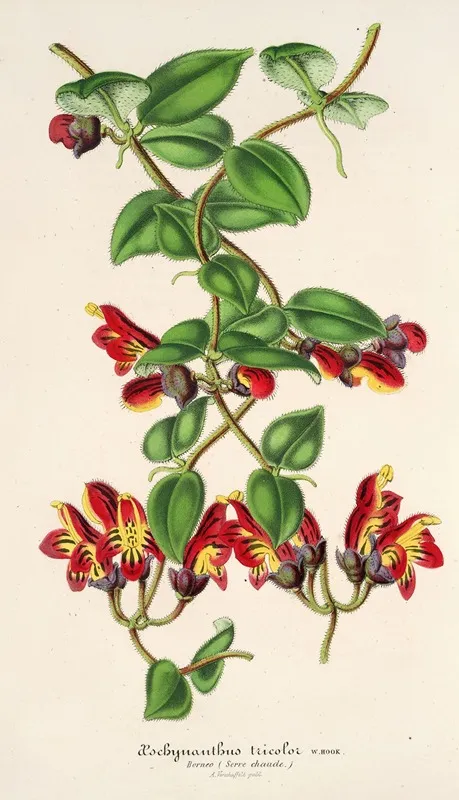 Aeschynanthus Tricoior Wall Art by Charles Antoine Lemaire - High-Resolution Digital Print