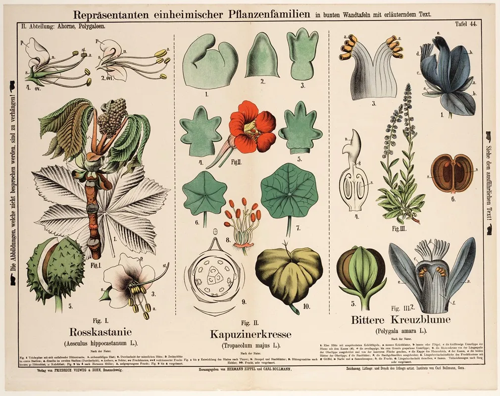 Aesculus Hippocastanum Tropaeolum Majus Polygala Amara Wall Art by Hermann Zippel - High-Resolution Digital Print
