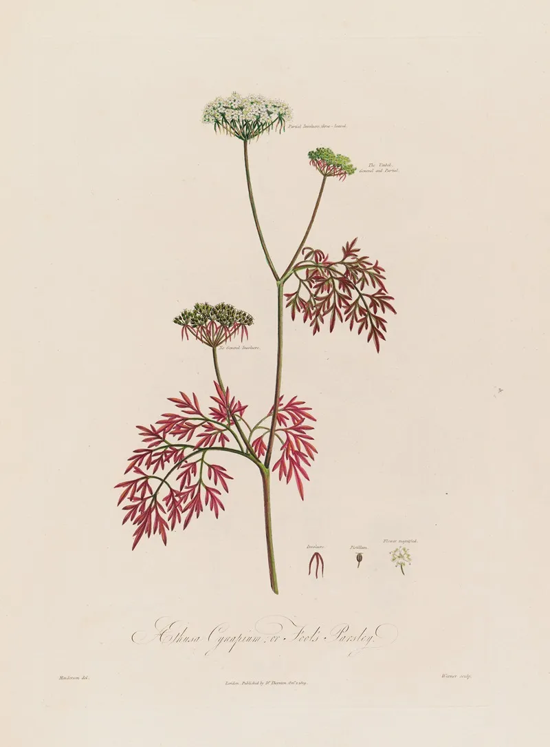 Aethusa Cynapium Or Fools Parsley Wall Art by Robert John Thornton - High-Resolution Digital Print
