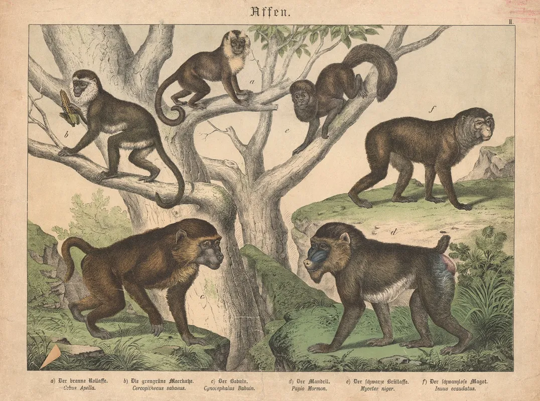Affen A Der Braune Rollaffe B Die Graugrune Meerkatze C Der Babuin D Der Mandril E Der Schwarze Brullaffe F Der Schwanzlose Magot Wall Art by Gotthilf Heinrich von Schubert - High-Resolution Digital Print