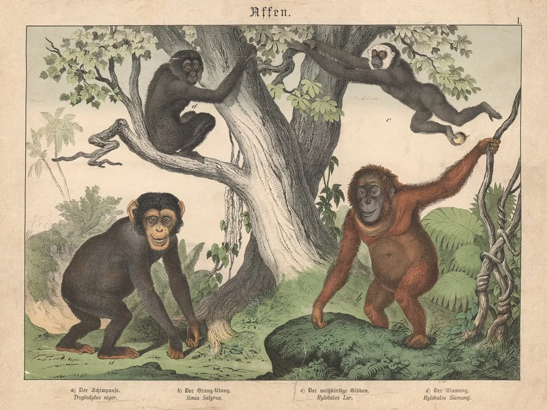 Affen A Der Schimpanse B Der Orang Utang C Der Weissbartige Gibbon D Der Siamang Wall Art by Gotthilf Heinrich von Schubert - High-Resolution Digital Print