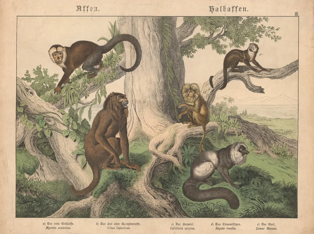 Affen Halbaffen A Der Rote Brullaffe B Der Sai Oder Kaouzineraffe C Der Saimiri D Das Lowenaffchen E Der Vari Wall Art by Gotthilf Heinrich von Schubert - High-Resolution Digital Print