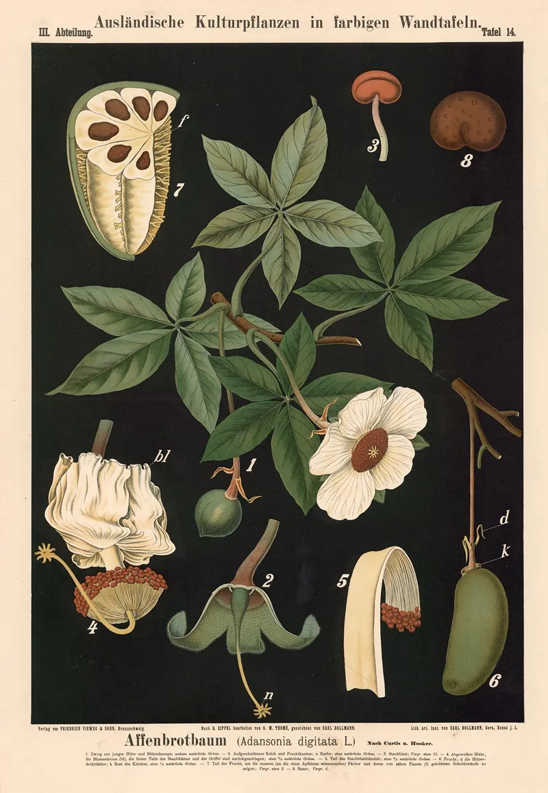 Affenbrotbaum Adansonia Digitata L Nach Curtis U Hooker Wall Art by Carl Bollmann - High-Resolution Digital Print
