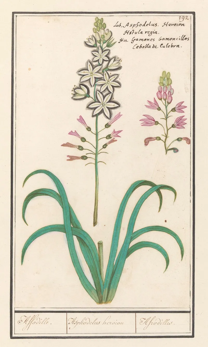 Affodil Asphodelus Affodille Asphodelius Heroion Afrodilles Wall Art by Anselmus Boëtius de Boodt - High-Resolution Digital Print