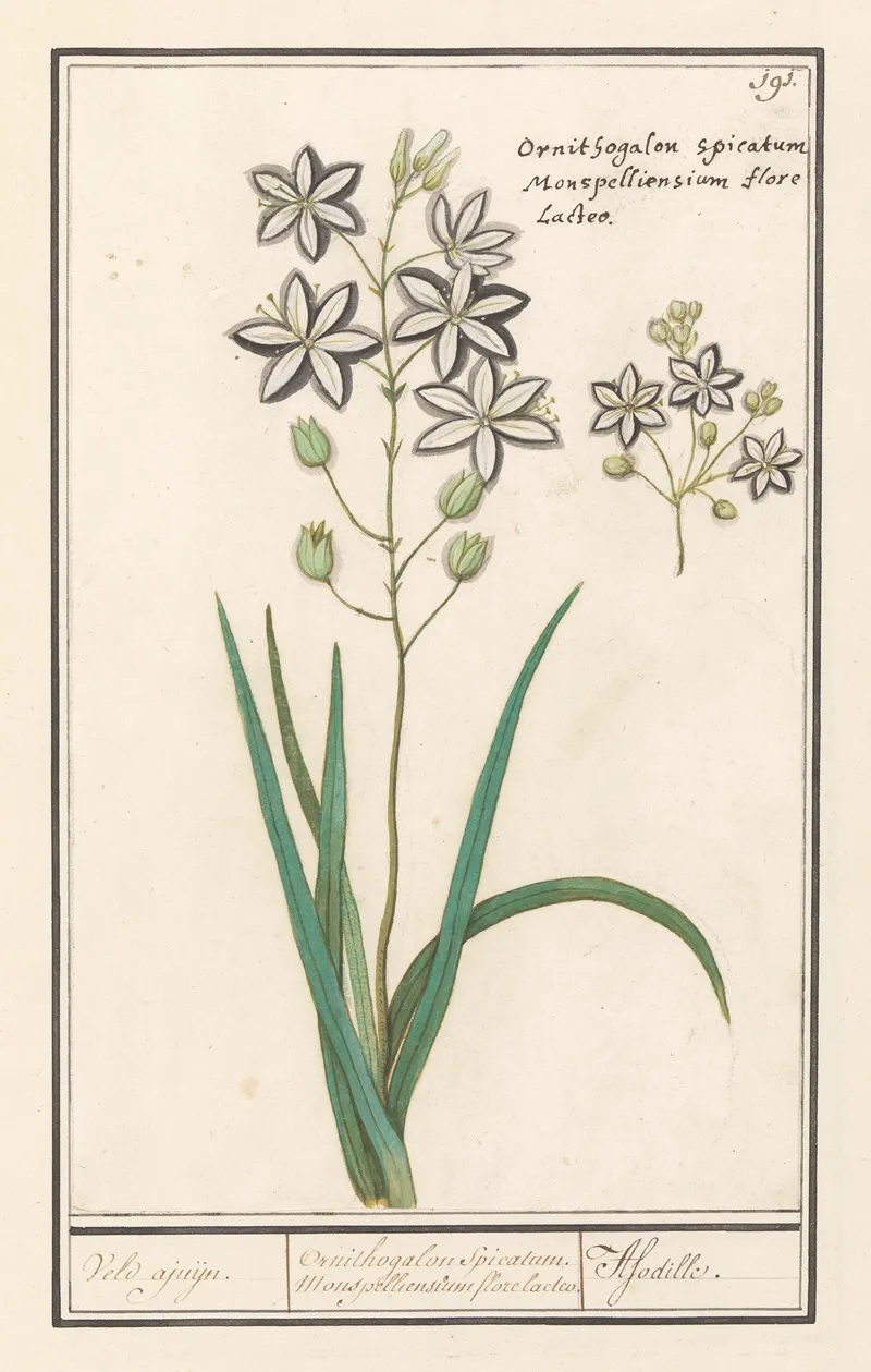 Affodil Asphodelus Veld Ajuijn Ornithogalon Spicatum Monspelliensium Florelacteo Afodille Wall Art by Anselmus Boëtius de Boodt - High-Resolution Digital Print