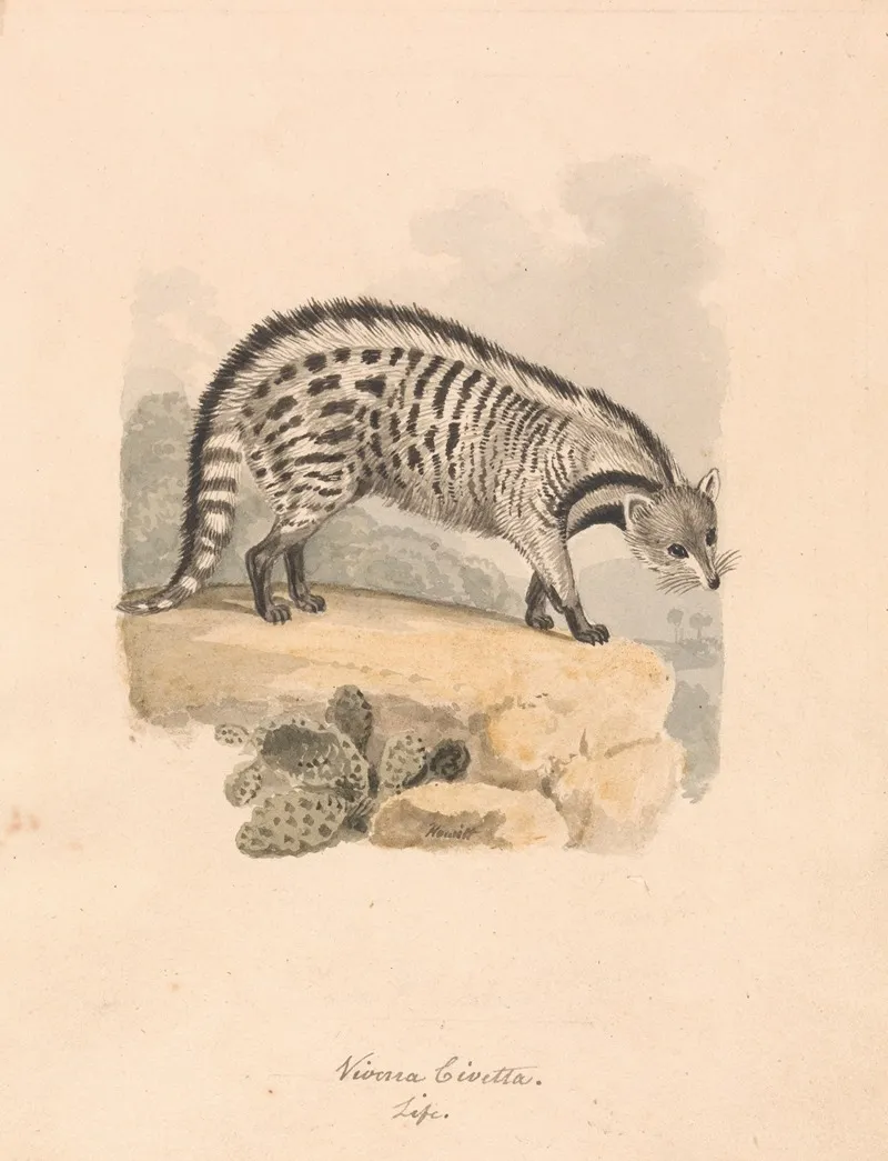 African Civet