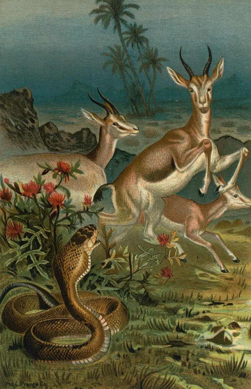 African Cobra Or Haje And Gazelles Wall Art by John George Wood - High-Resolution Digital Print