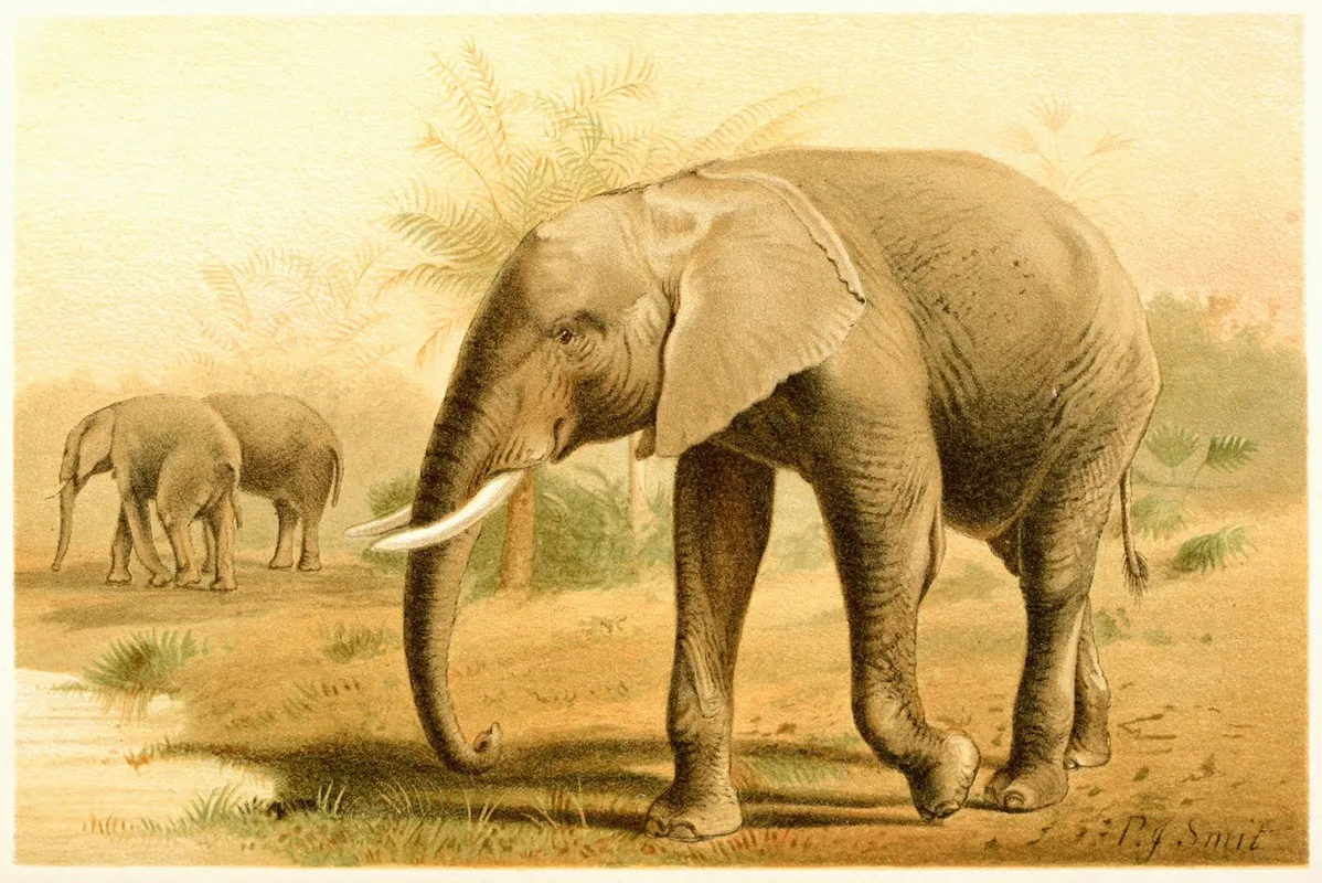 African Elephant Wall Art by Pierre Jacques Smit - High-Resolution Digital Print