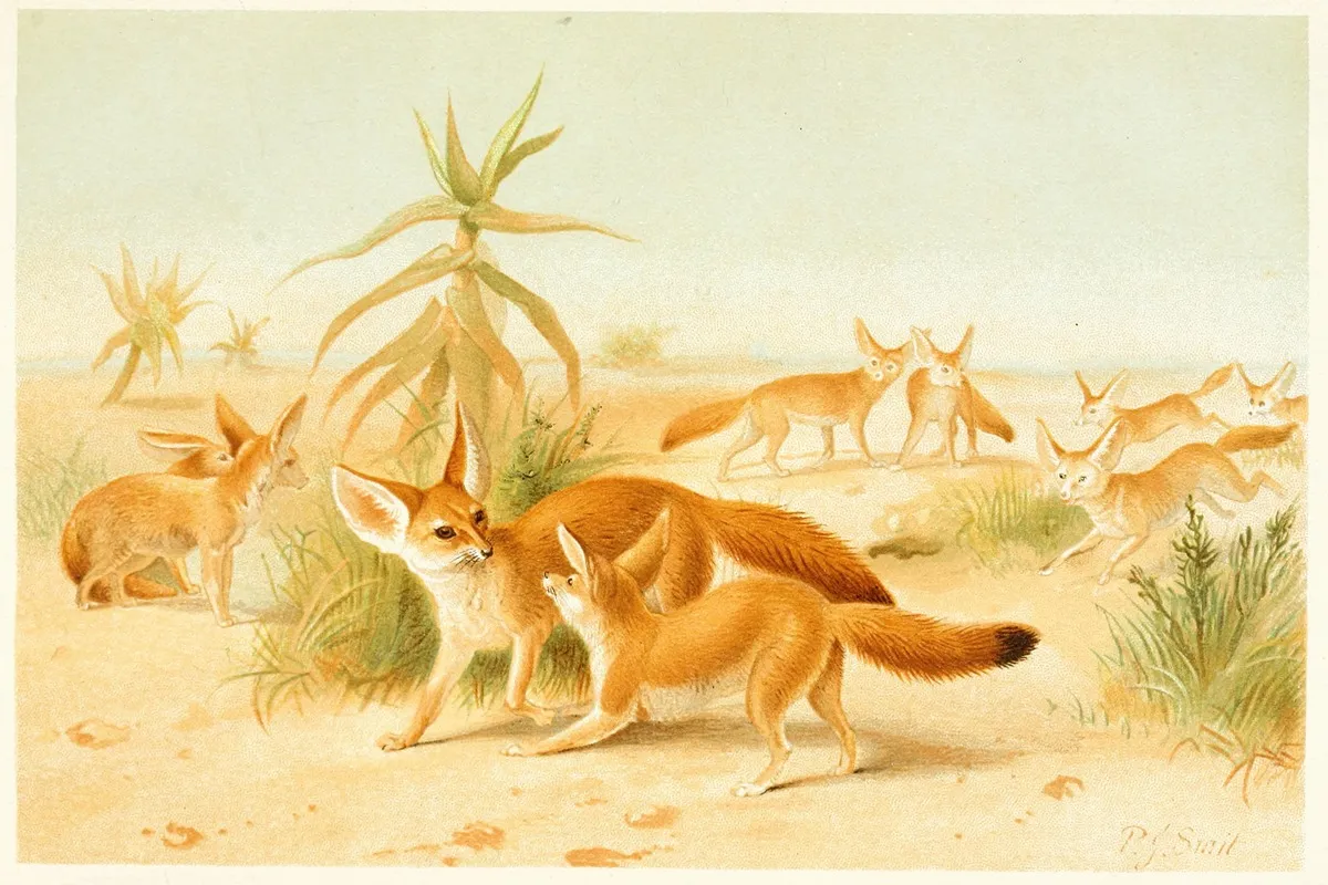 African Fennecs Wall Art by Pierre Jacques Smit - High-Resolution Digital Print