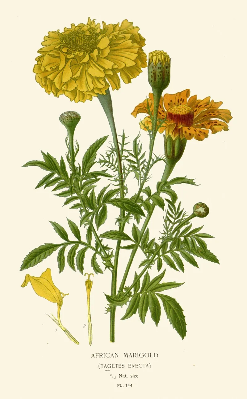 African Marigold Wall Art by Edward Step - High-Resolution Digital Print
