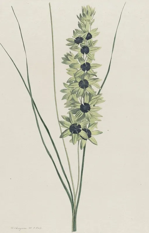 Afrikaanse Iris Ixia Maculata Viridis Wall Art by Hendrik Schwegman - High-Resolution Digital Print