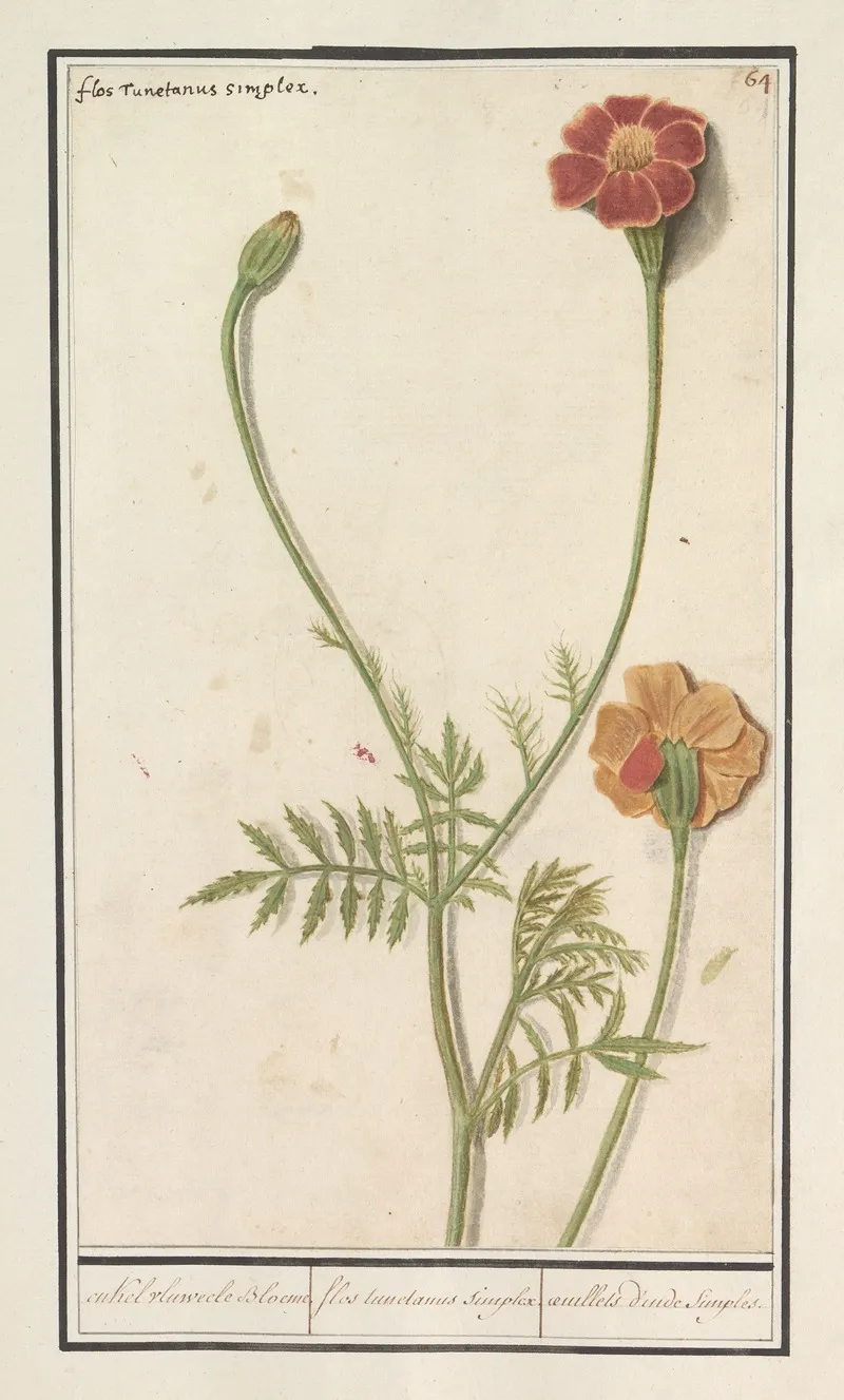 Afrikaantje Tagetes Wall Art by Anselmus Boëtius de Boodt - High-Resolution Digital Print