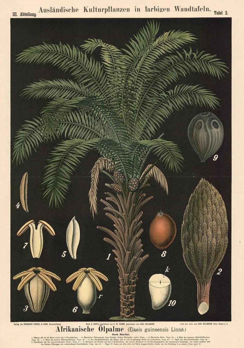Afrikanische Olpalme Elaeis Guineensis Linne Wall Art by Carl Bollmann - High-Resolution Digital Print