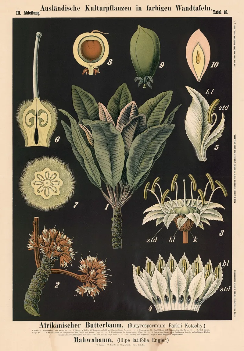 Afrikanischer Butterbaum Butyrospermum Par Kii Kotschy Mahwabaum Illipe Latifolia Engler Wall Art by Carl Bollmann - High-Resolution Digital Print