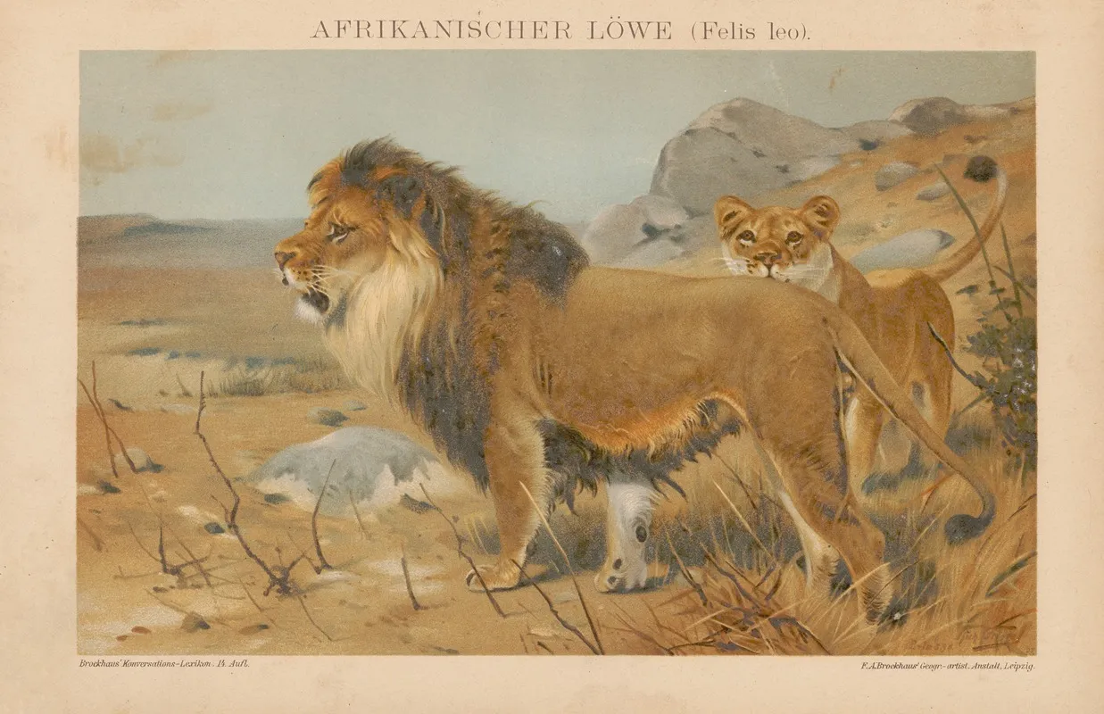 Afrikanischer Lowe Wall Art by F.A. Brockhaus - High-Resolution Digital Print