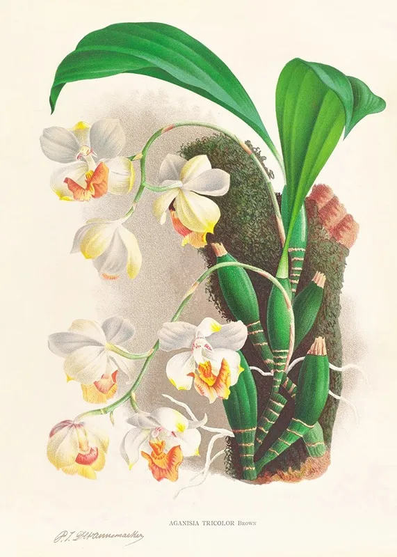 Aganisia Tricolor Wall Art by Jean Jules Linden - High-Resolution Digital Print