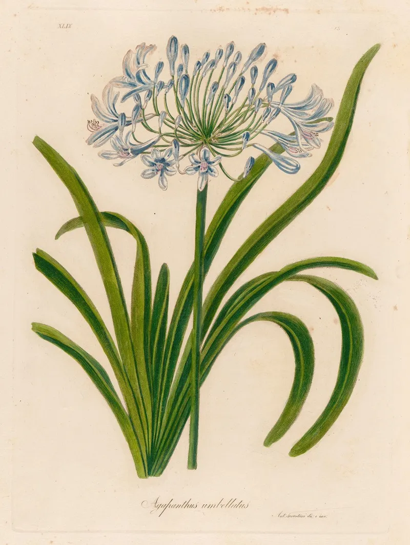 Agapanthus Umbellatus 2 Wall Art by Gaetano Savi - High-Resolution Digital Print