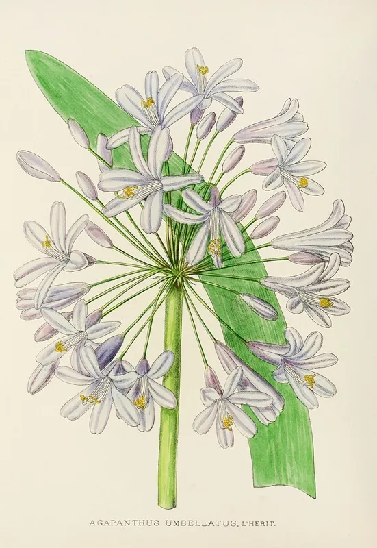 Agapanthus Umbellatus Wall Art by Illtyd Buller Pole-Evans - High-Resolution Digital Print