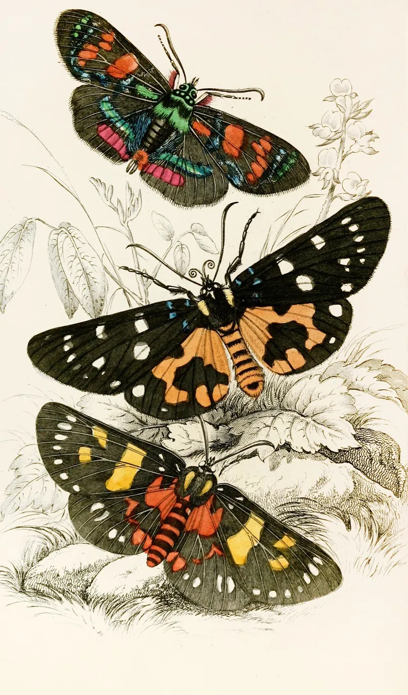 Agarista Picta Eusemia Lectrix Eusemia Maculatrix Wall Art by James Duncan - High-Resolution Digital Print