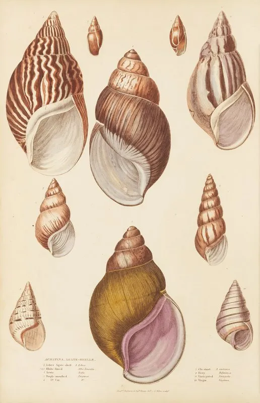 Agate Shells Wall Art by William MacGillivray - High-Resolution Digital Print