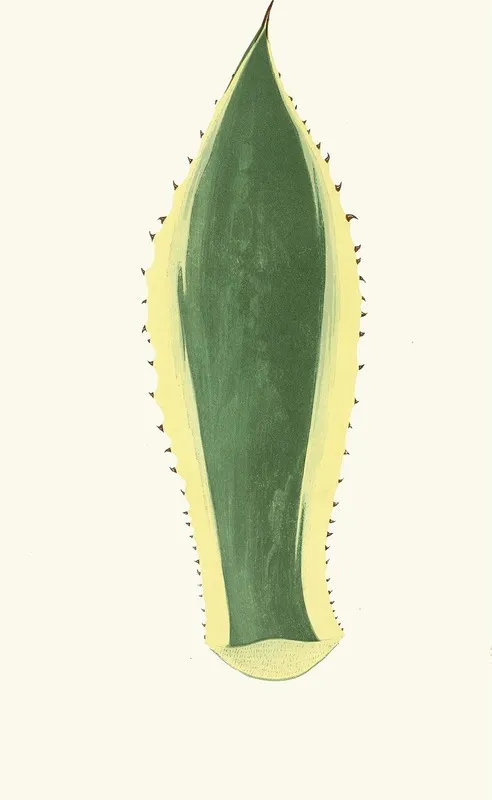Agave Americana Wall Art by Edward Joseph Lowe - High-Resolution Digital Print