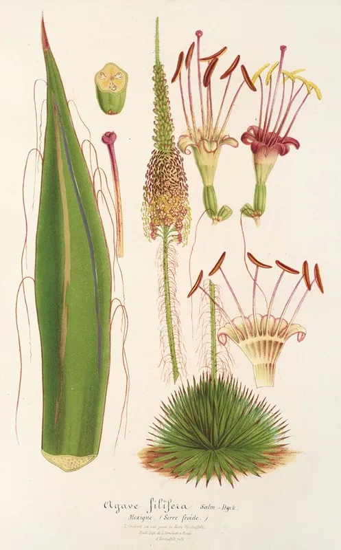 Agave Filifera Wall Art by Charles Antoine Lemaire - High-Resolution Digital Print