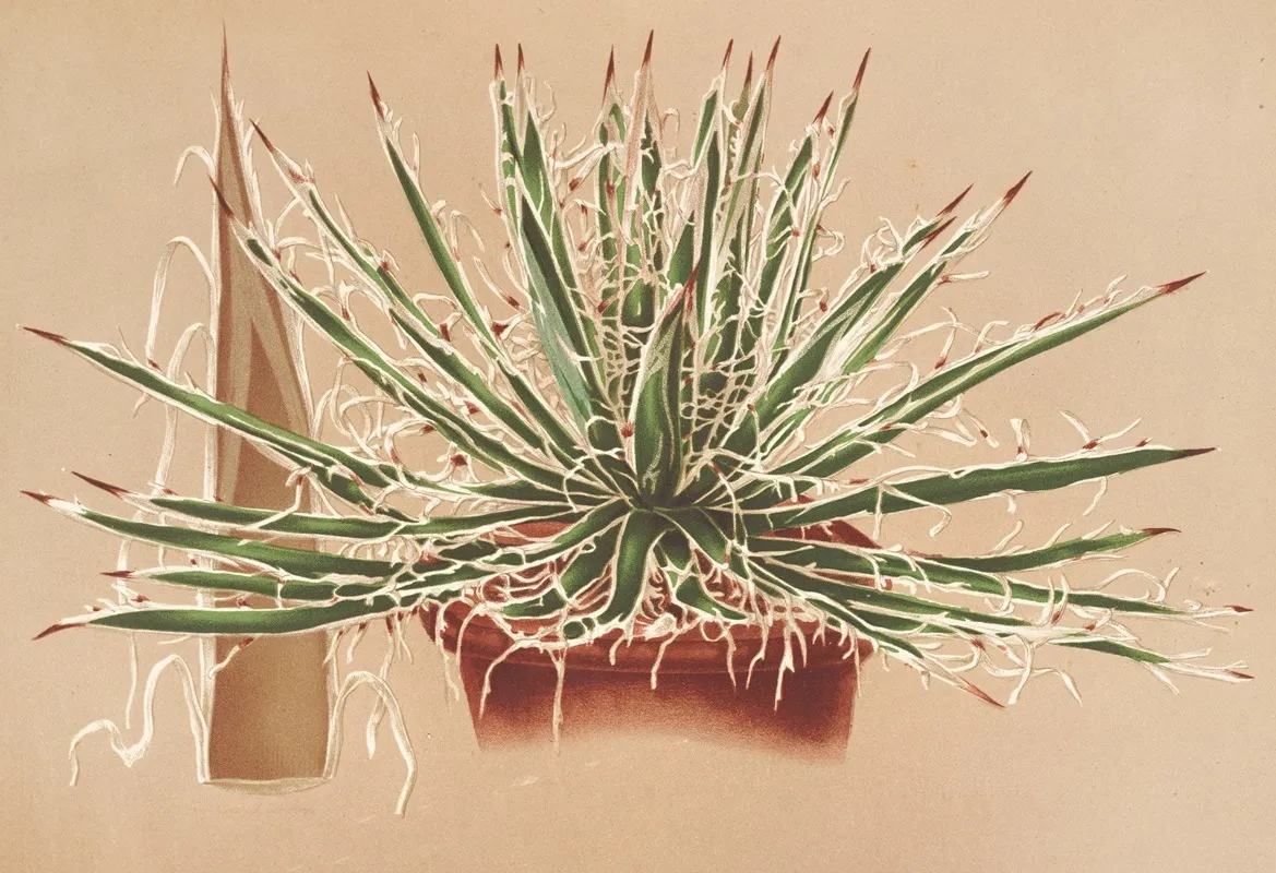 Agave Schidigera Wall Art by Charles Antoine Lemaire - High-Resolution Digital Print