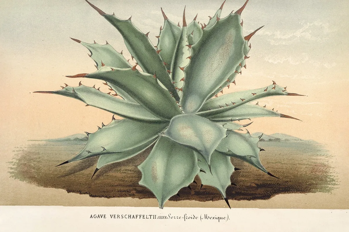 Agave Verschaffelti Wall Art by Charles Antoine Lemaire - High-Resolution Digital Print