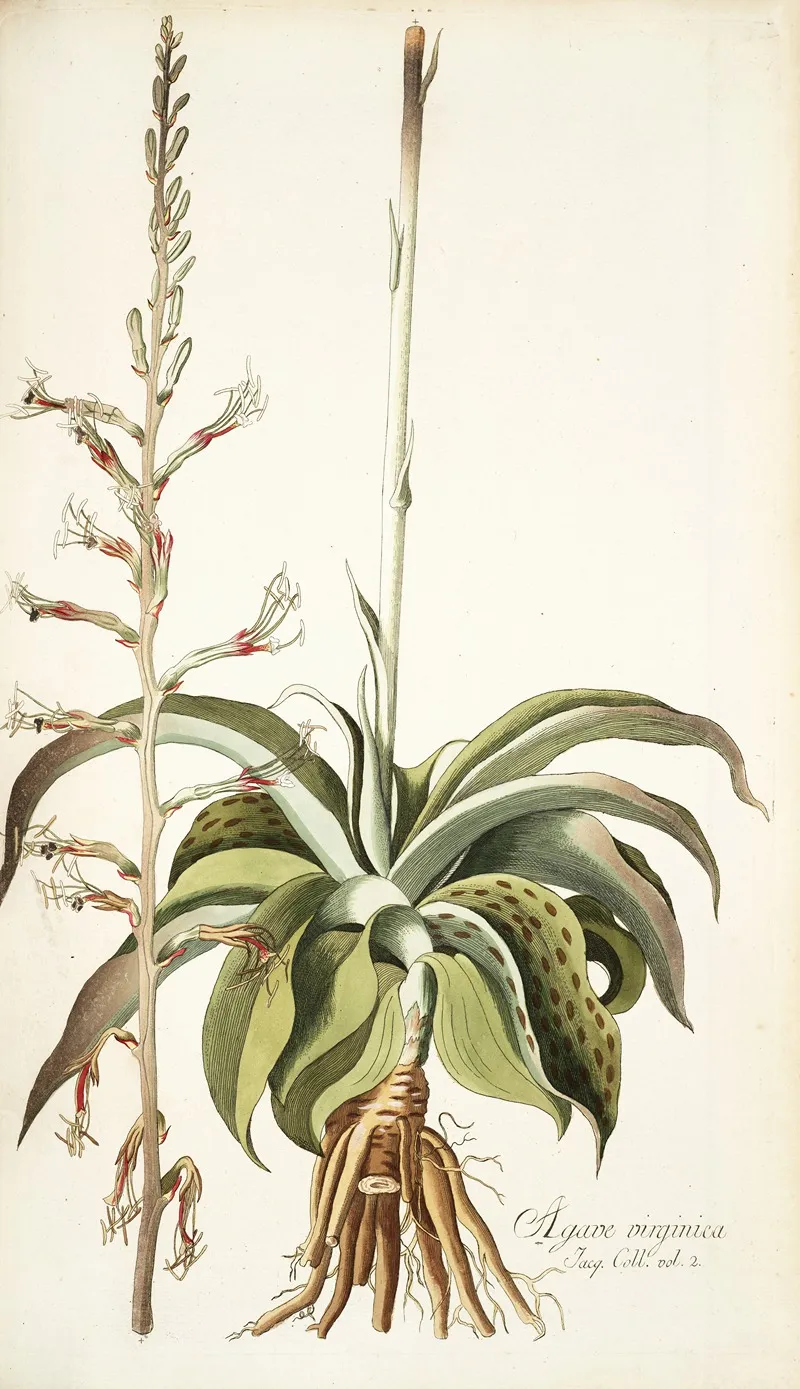 Agave Virginica Wall Art by Nikolaus Joseph Freiherr von Jacquin - High-Resolution Digital Print