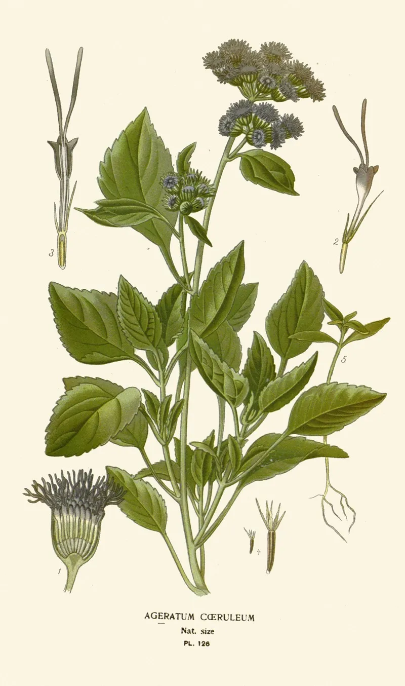Ageratum Coeruleum Wall Art by Edward Step - High-Resolution Digital Print
