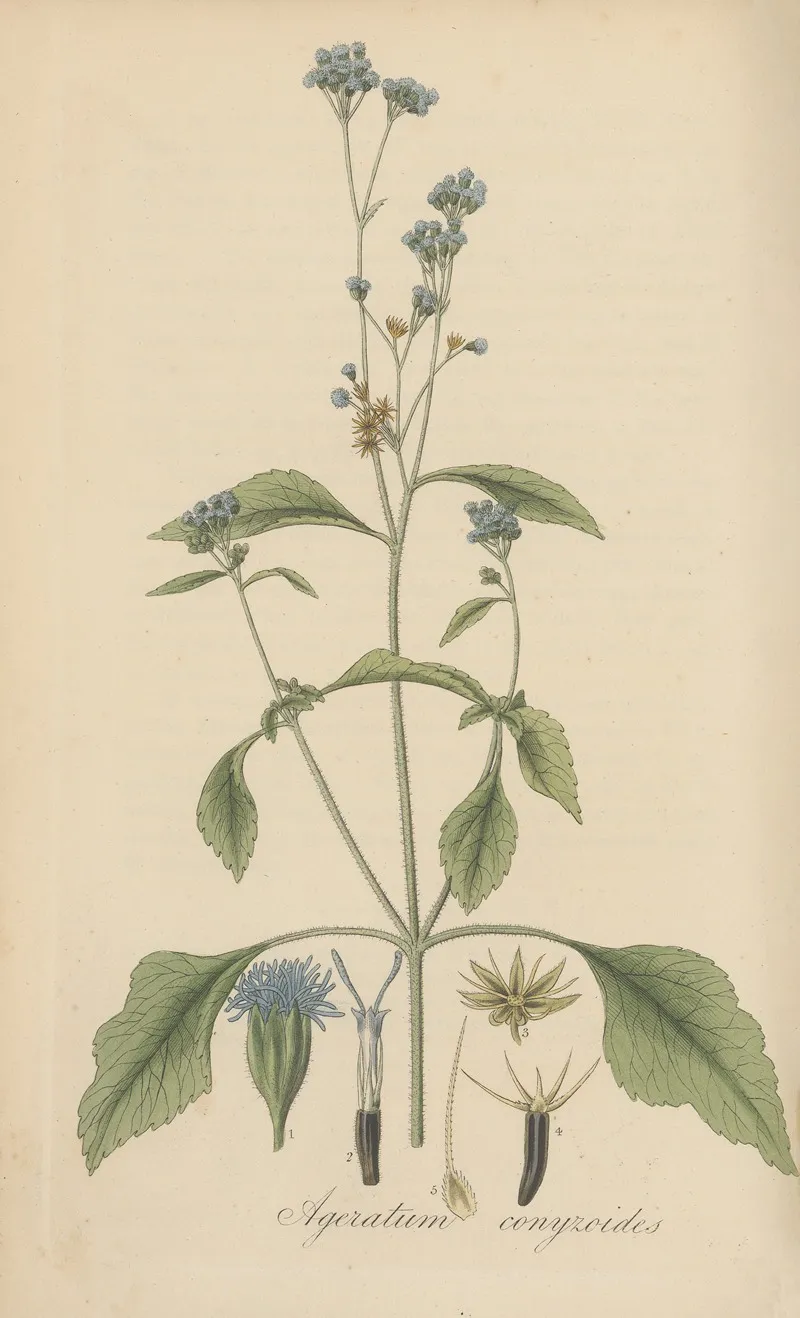 Ageratum Conyzoides Wall Art by William Jackson Hooker - High-Resolution Digital Print