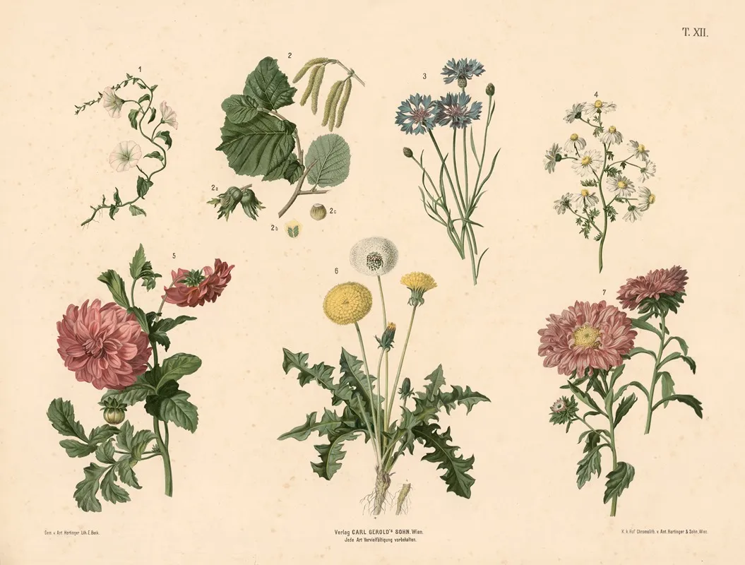 Agersnerle Hasselnod Kornblomst Kamille Georgine M Fl Wall Art by Anton Hartinger - High-Resolution Digital Print