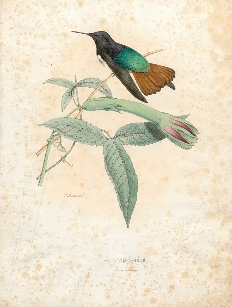 Aglaeactis Pamelae Wall Art by Paul Eugène Mesplès - High-Resolution Digital Print