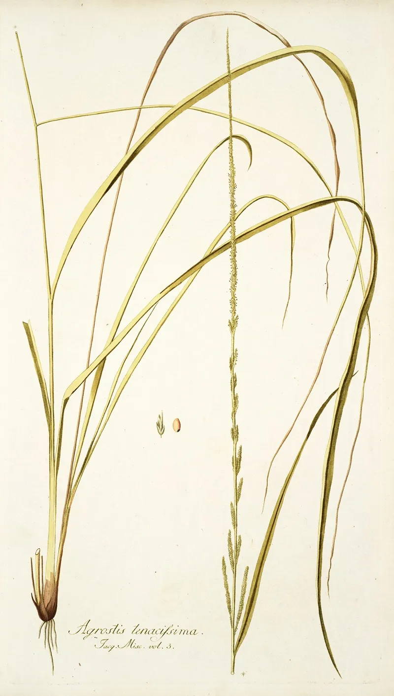 Agrostis Tenacissima Wall Art by Nikolaus Joseph Freiherr von Jacquin - High-Resolution Digital Print