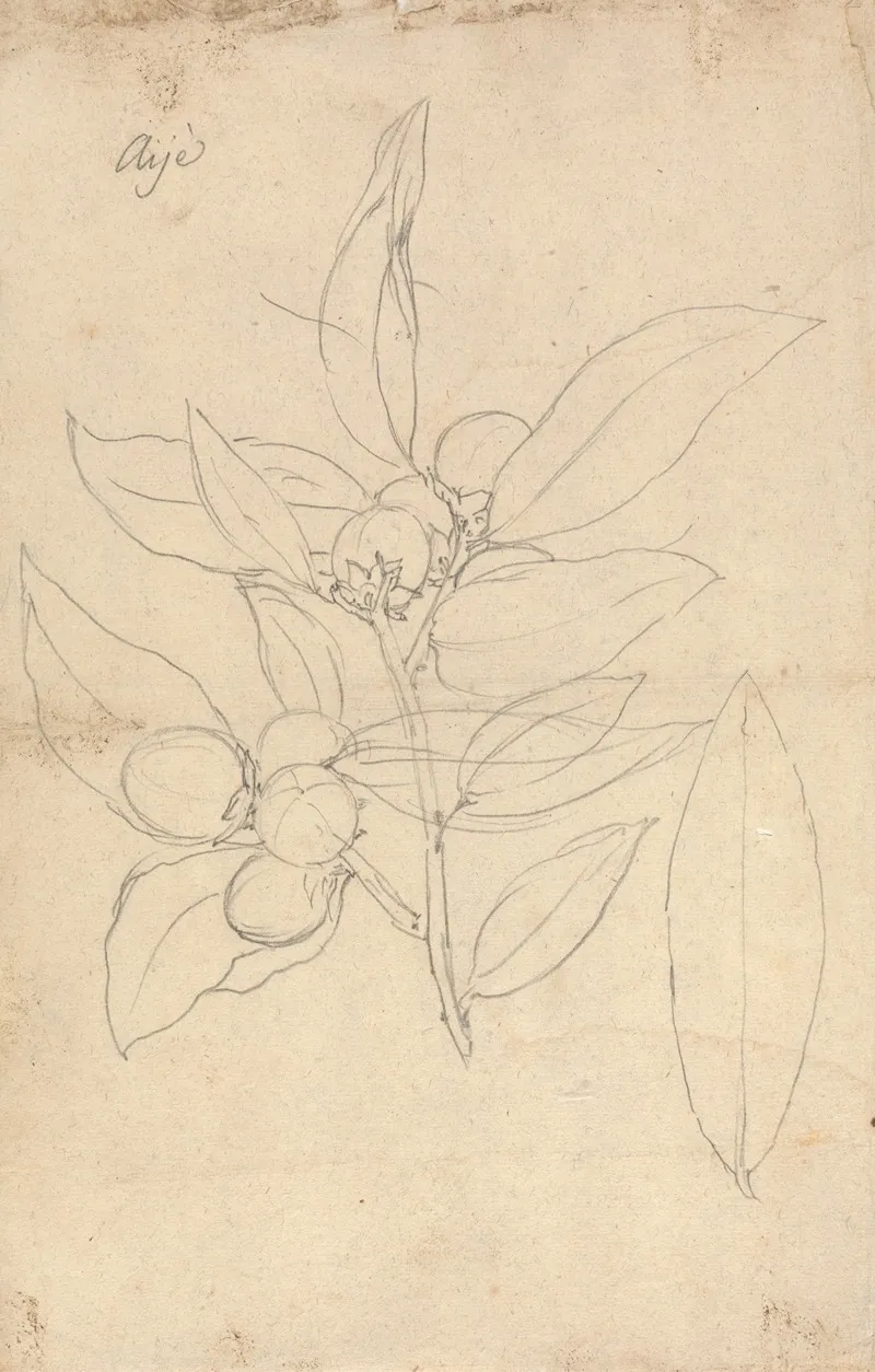 Aije Diospyros Mespiliformis