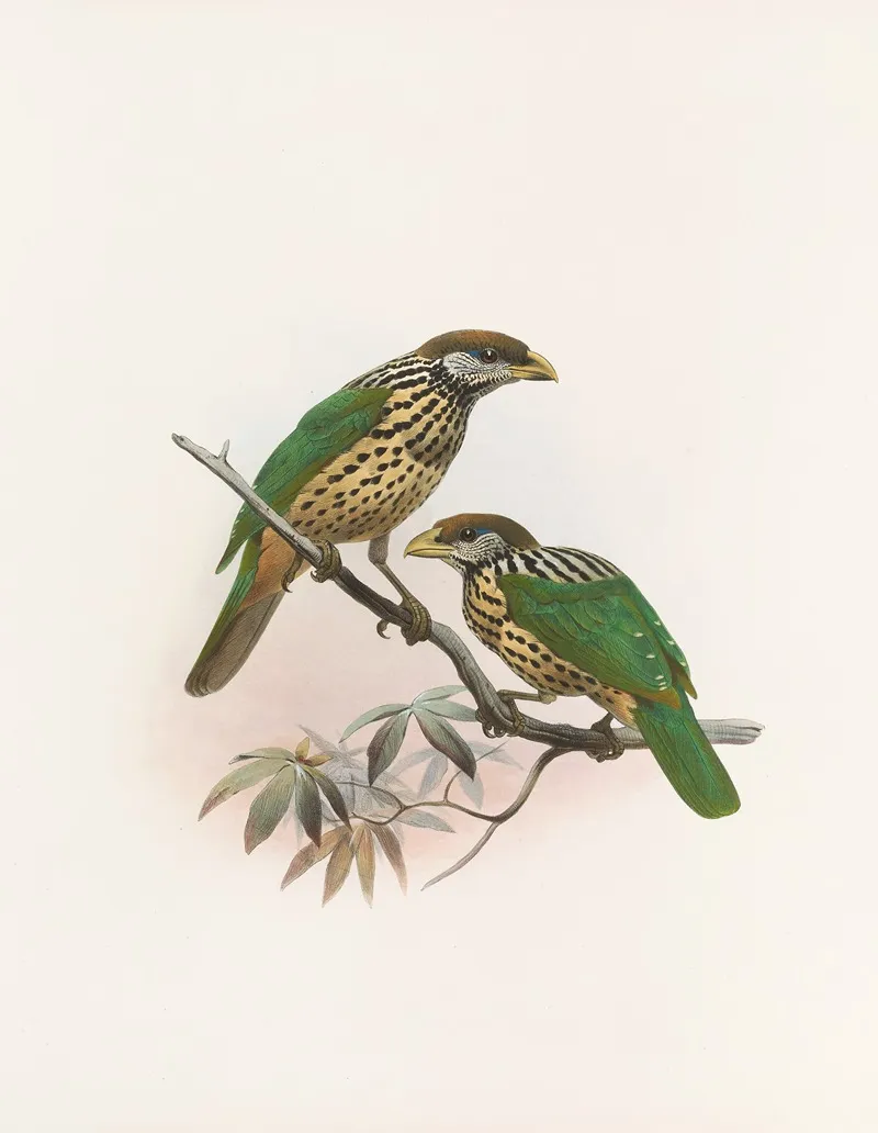 Ailuraedus Buccoides Wall Art by Daniel Giraud Elliot - High-Resolution Digital Print