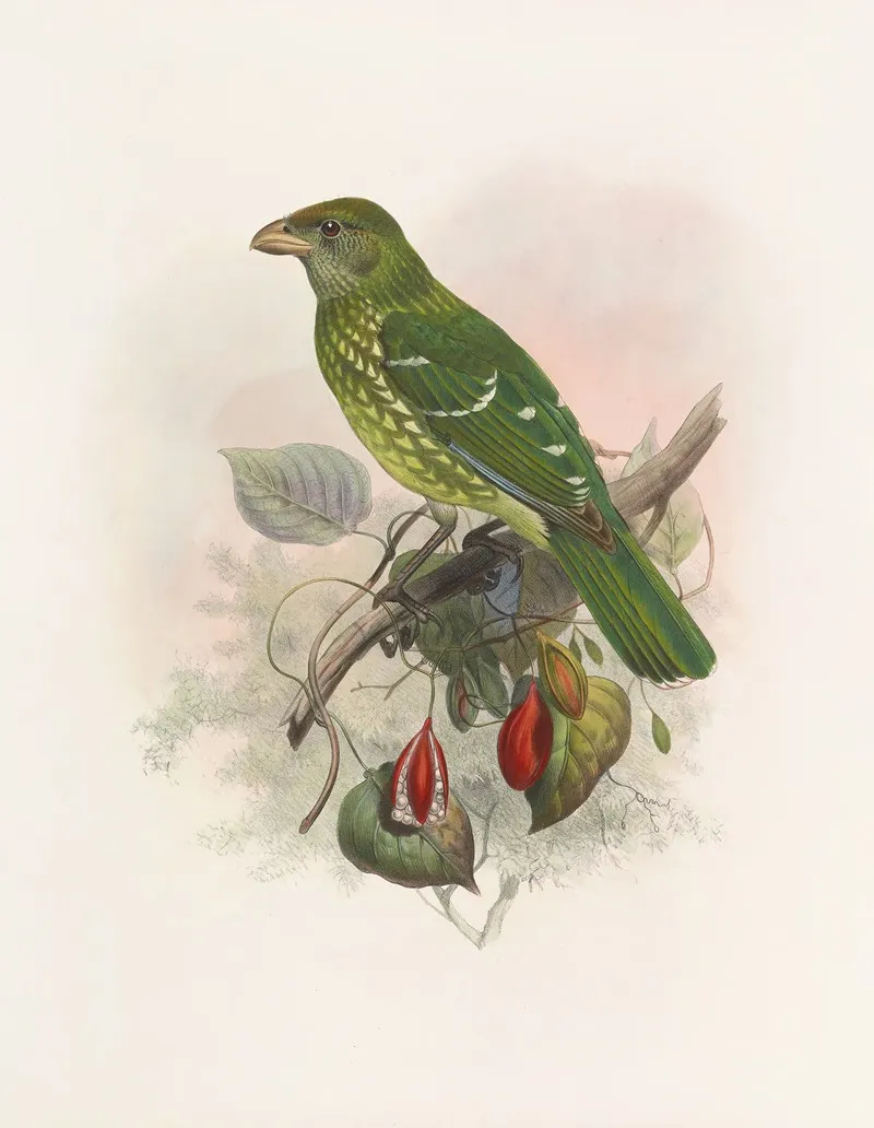 Ailuraedus Crassirostris Wall Art by Daniel Giraud Elliot - High-Resolution Digital Print